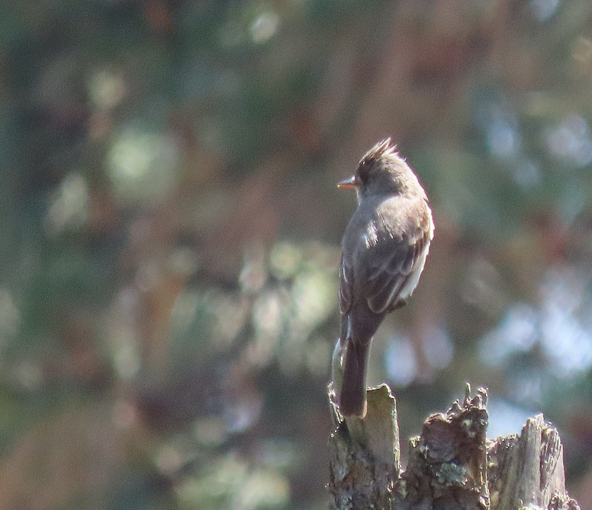 Greater Pewee (Mexican) - ML580195501