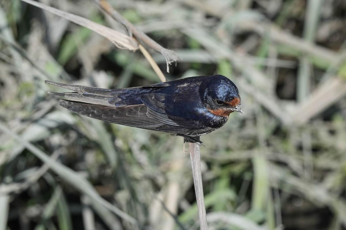 Barn Swallow - ML580195931