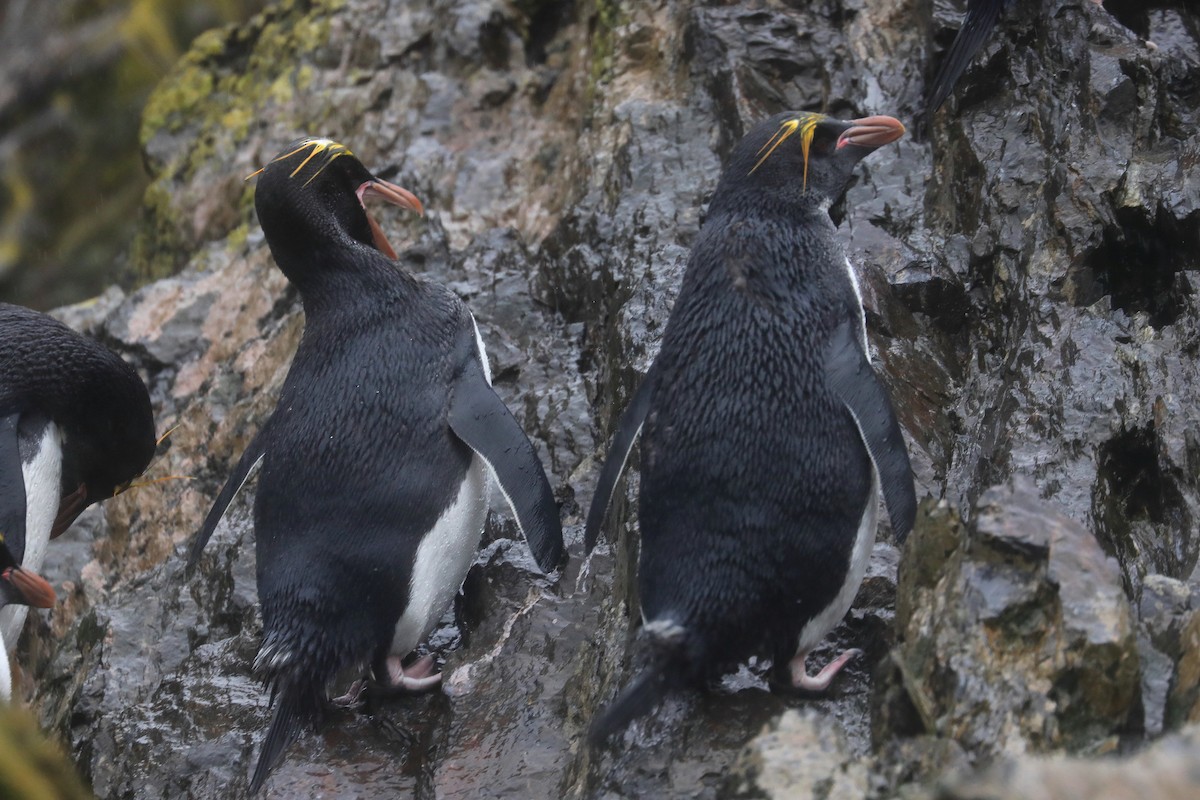 Златохохлый пингвин - ML580196931