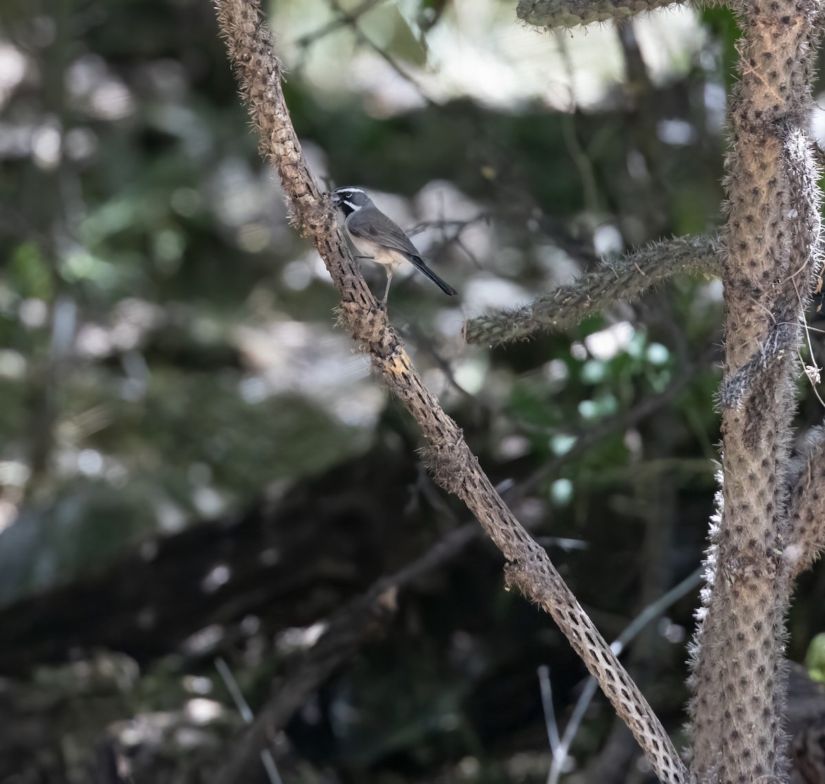 Black-throated Sparrow - Cristina Avila