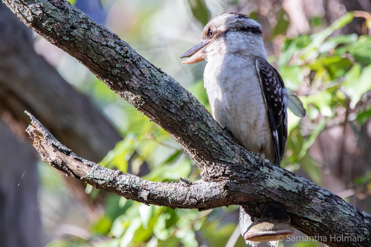 Laughing Kookaburra - ML580198421