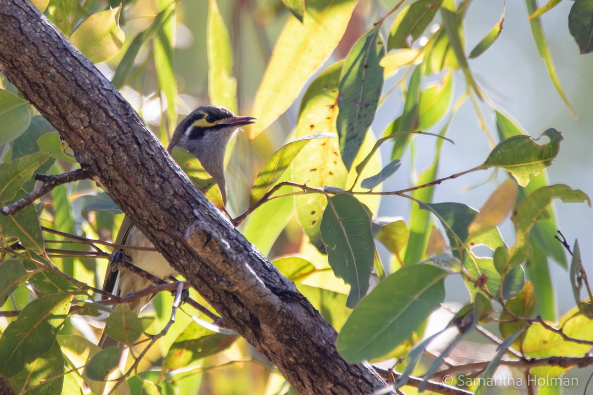 Yellow-faced Honeyeater - ML580198541