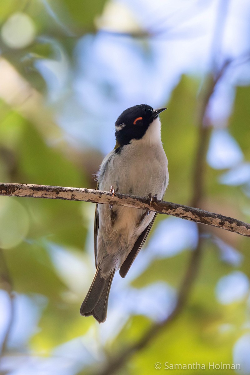 White-naped Honeyeater - ML580198831