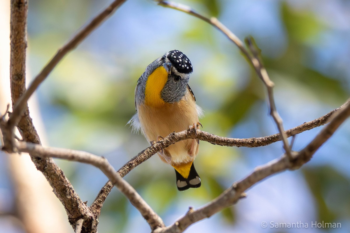 Spotted Pardalote - ML580198911