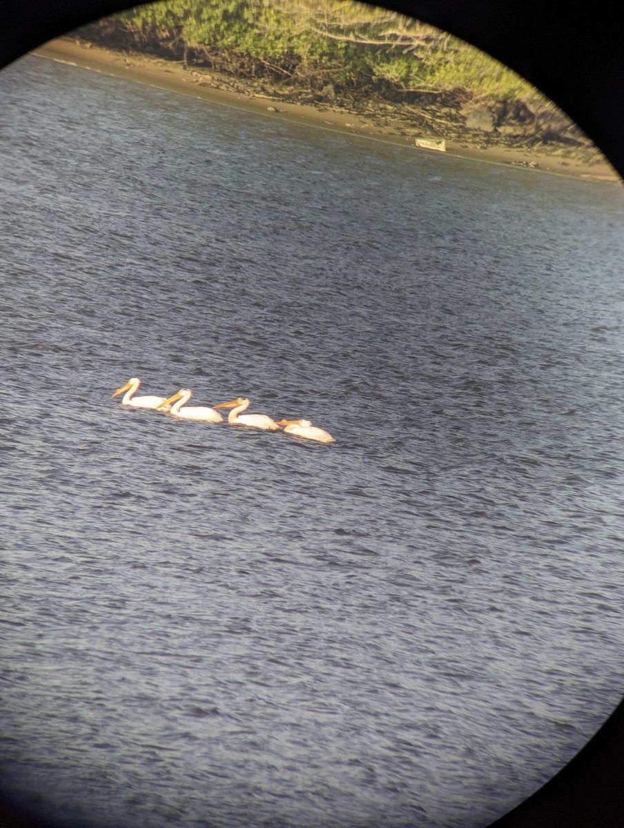 American White Pelican - ML580198961