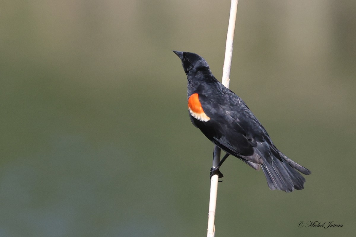 Red-winged Blackbird - Michel Juteau
