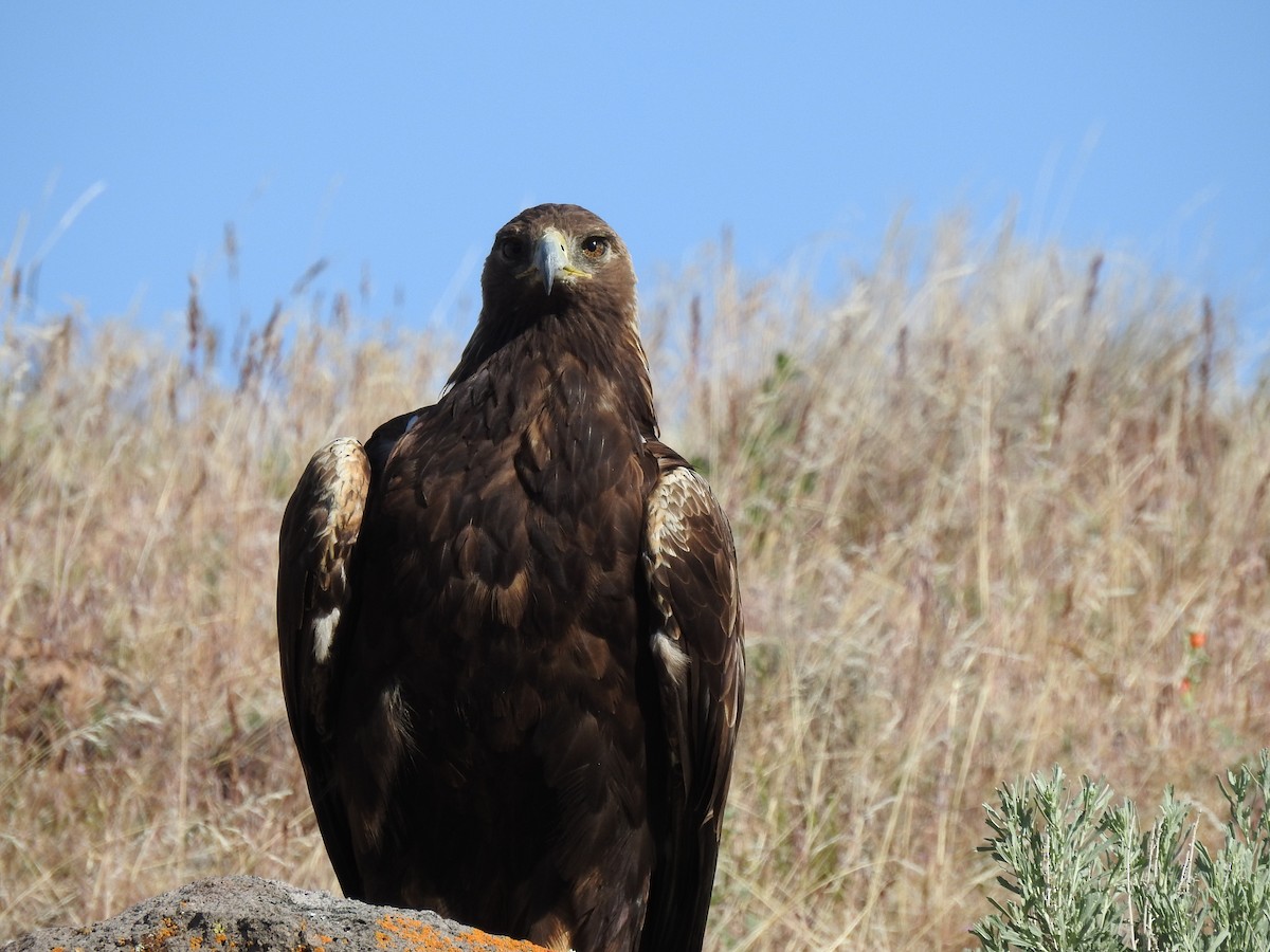 Golden Eagle - ML580199581