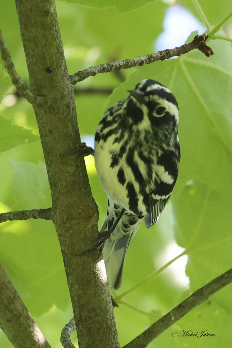 Black-and-white Warbler - ML580199901
