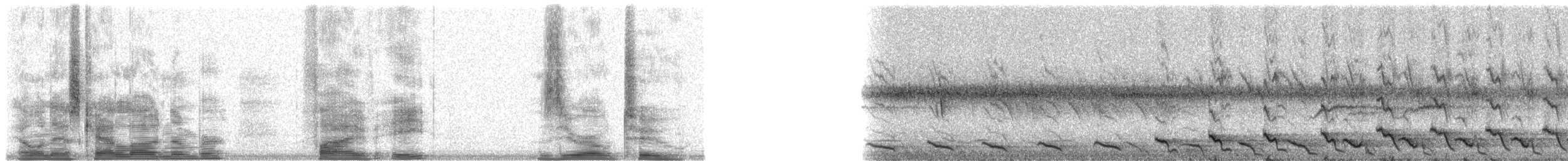 Duetting Giant-Honeyeater - ML5802