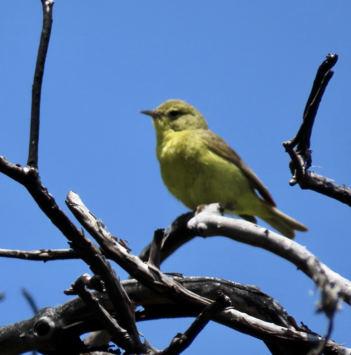 Orange-crowned Warbler - George Chrisman