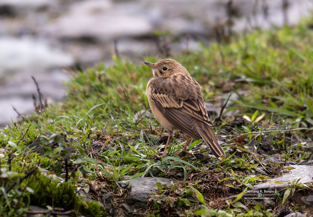 Blyth's Pipit - ML580201311