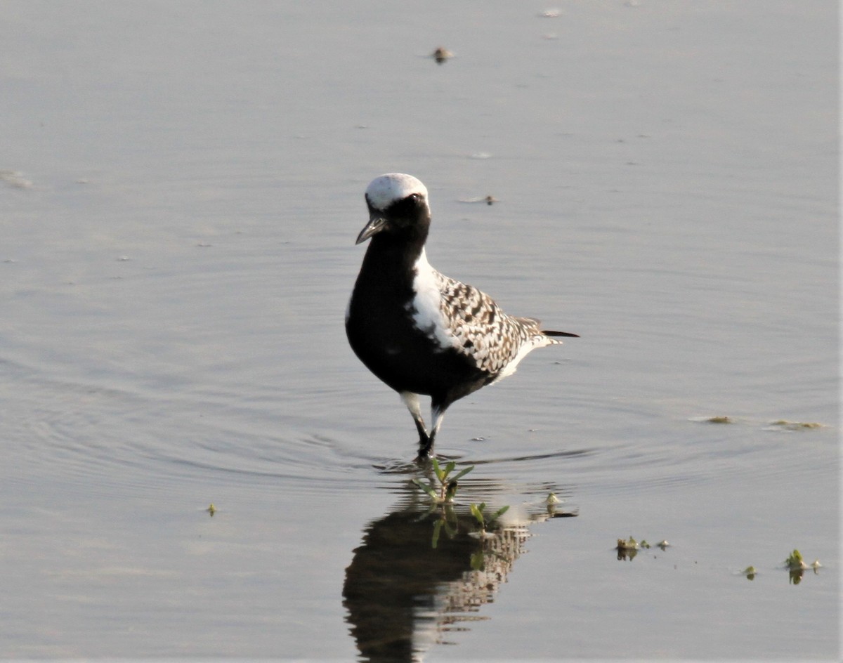 Black-bellied Plover - ML580201431