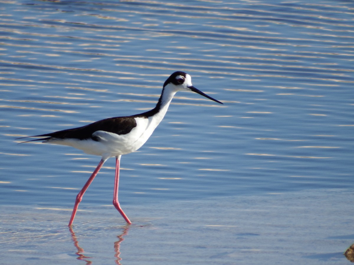 Black-necked Stilt - Randolph "Casper" Burrows