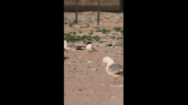 Gull-billed Tern - ML580202151