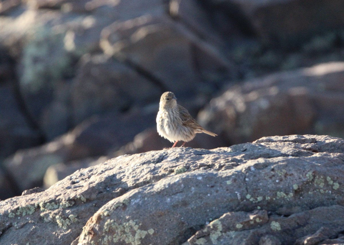 Band-tailed Sierra Finch - ML580202881