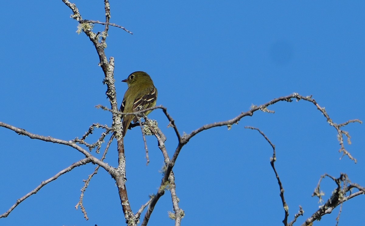 Yellow-bellied Flycatcher - Nevine Jacob