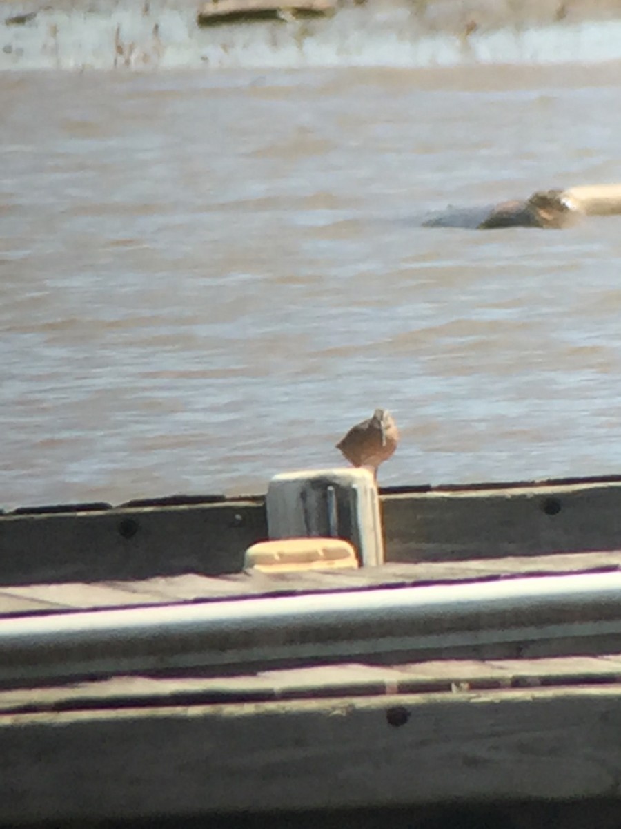 Short-billed/Long-billed Dowitcher - ML58020441