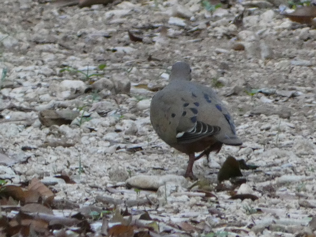 Zenaida Dove - ML580205961