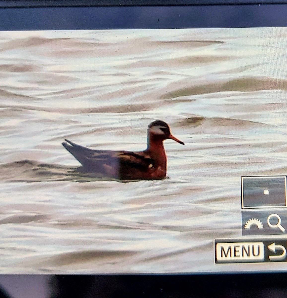 Red Phalarope - Linda Wentz