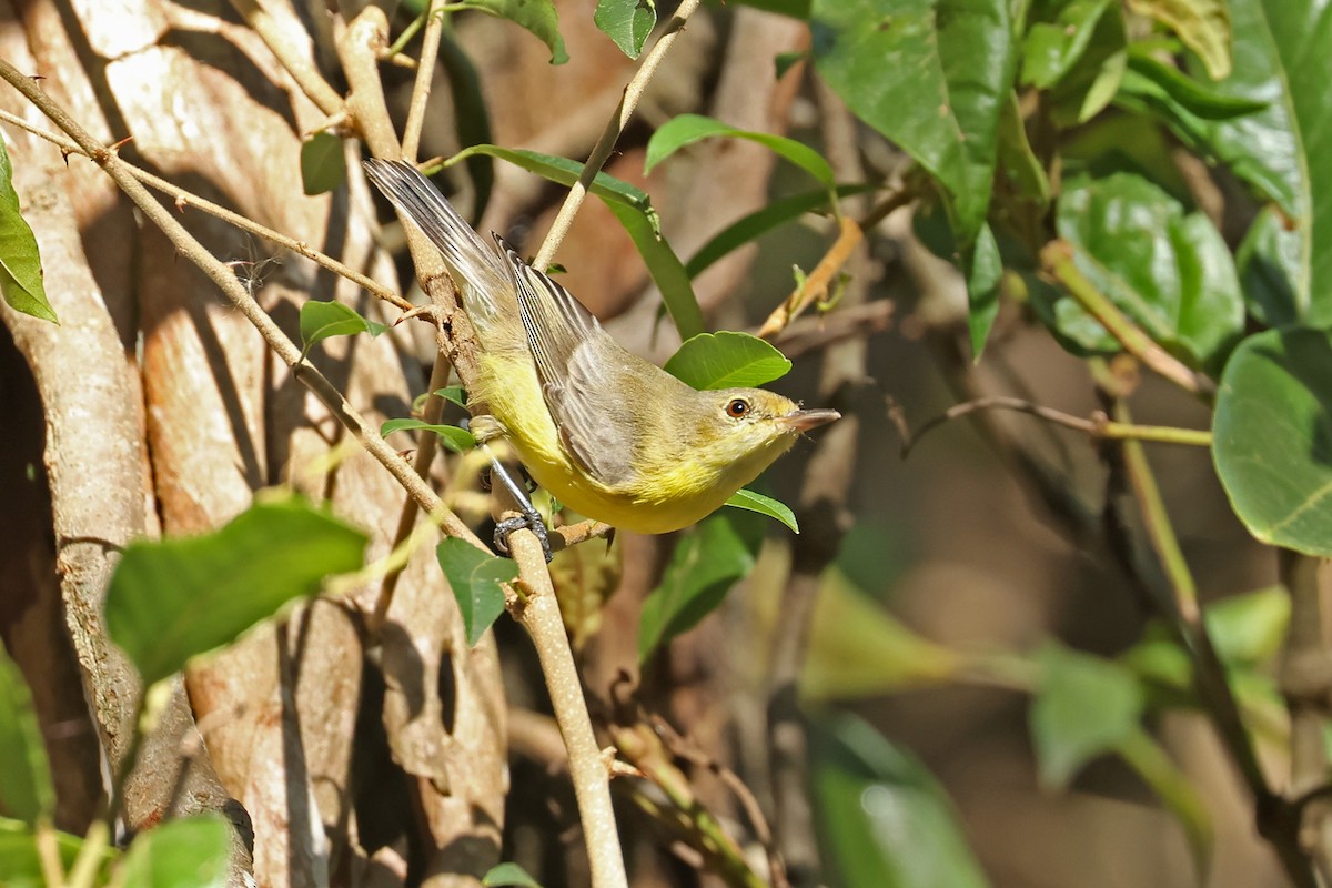 White-throated Gerygone - Stephen Murray