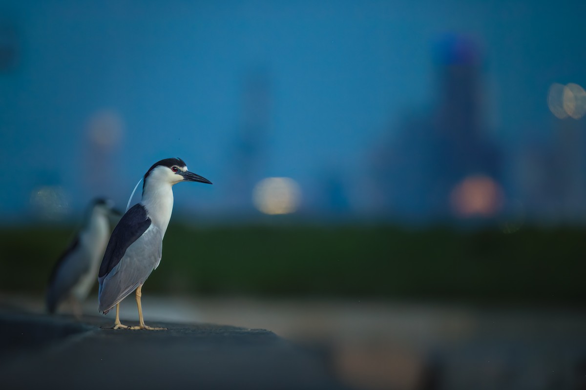 Black-crowned Night Heron - ML580210661