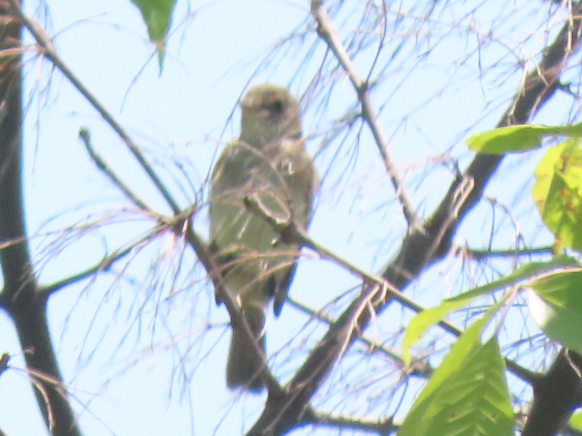 Willow Flycatcher - ML580211401