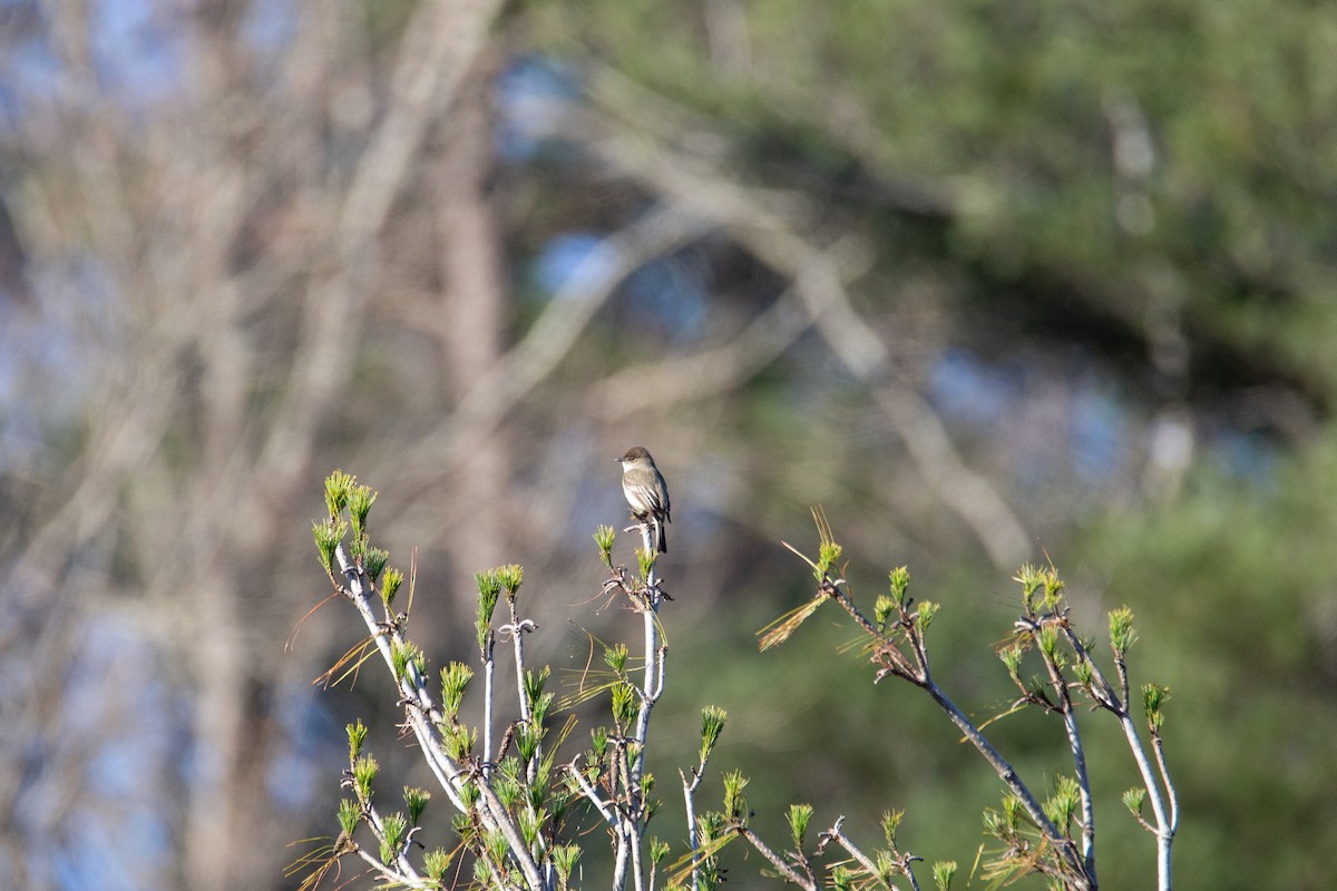 Eastern Phoebe - ML580211791