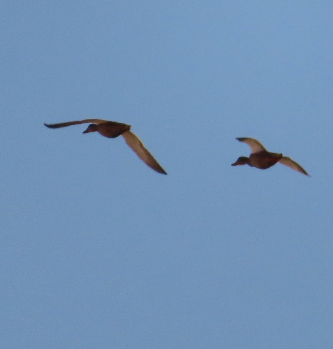 Eurasian Wigeon - יוסף אלחדד