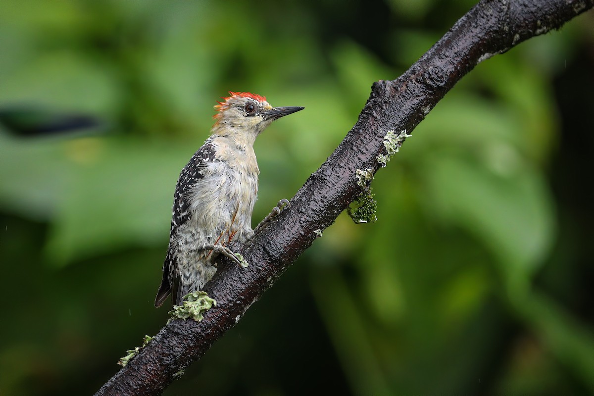 Red-crowned Woodpecker - ML580214351