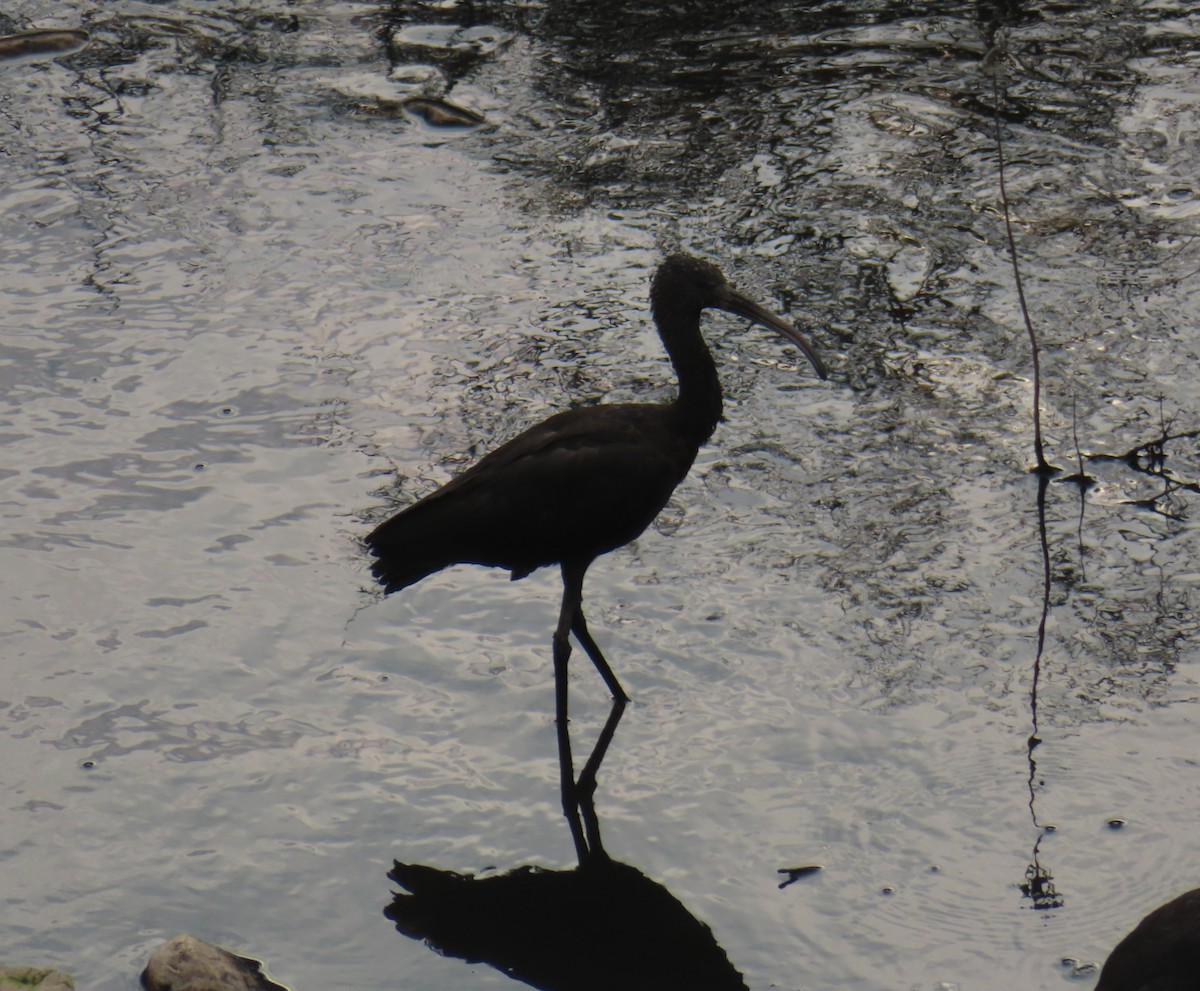 Glossy Ibis - ML580216081