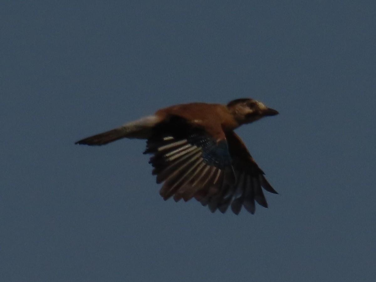 Eurasian Jay - ML580216181