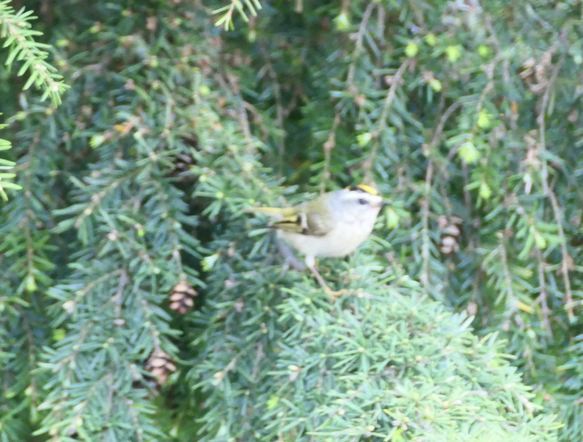 Golden-crowned Kinglet - ML580216271