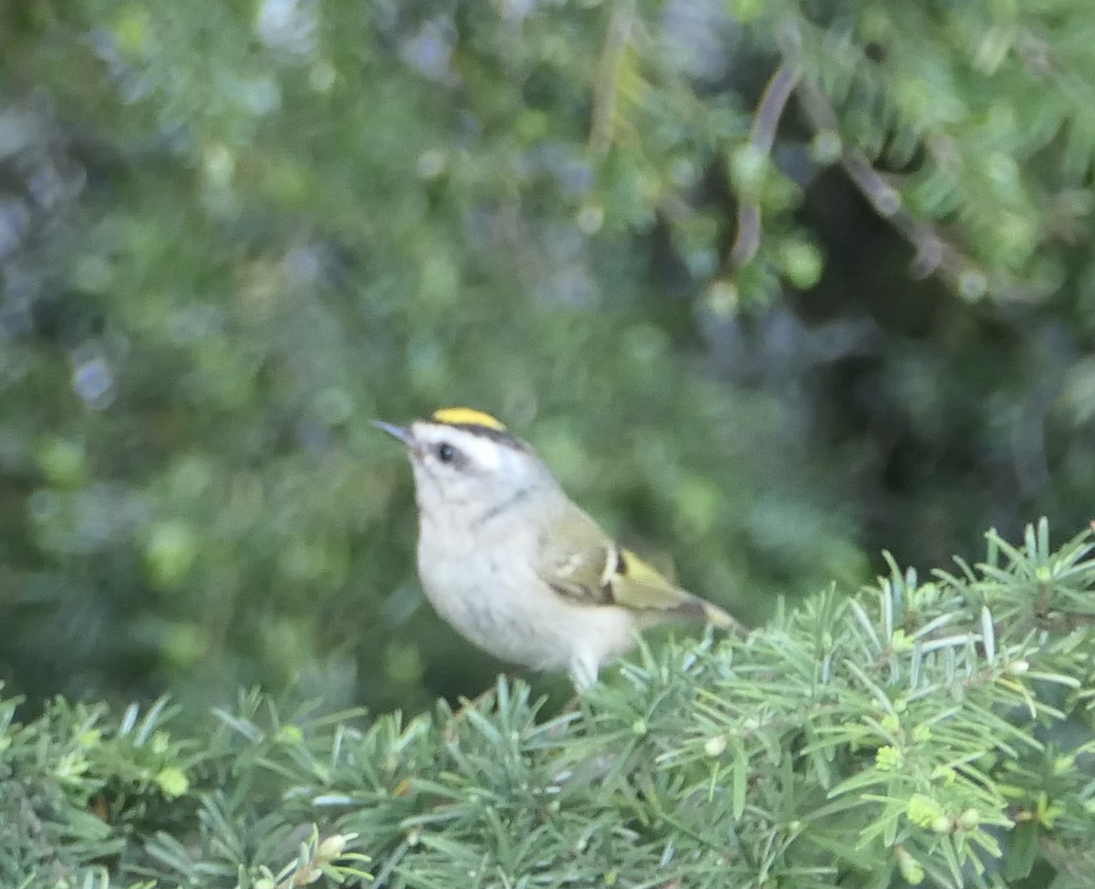 Golden-crowned Kinglet - ML580216281