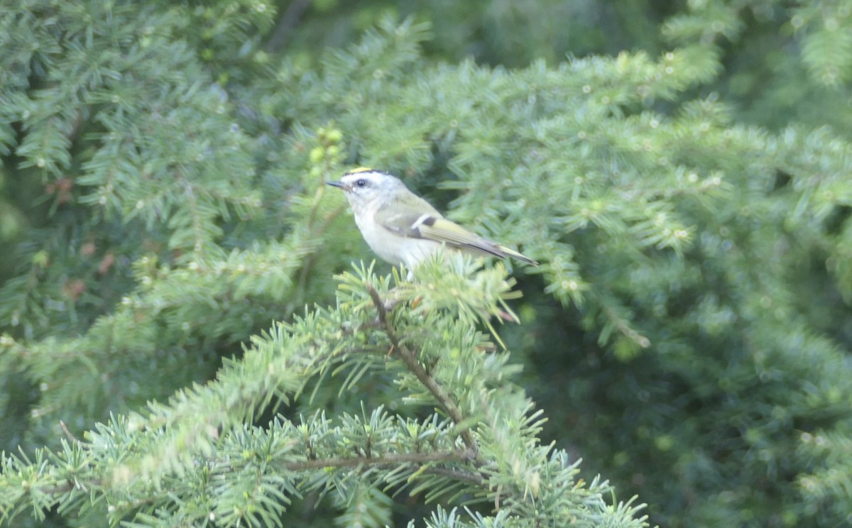 Golden-crowned Kinglet - ML580216311