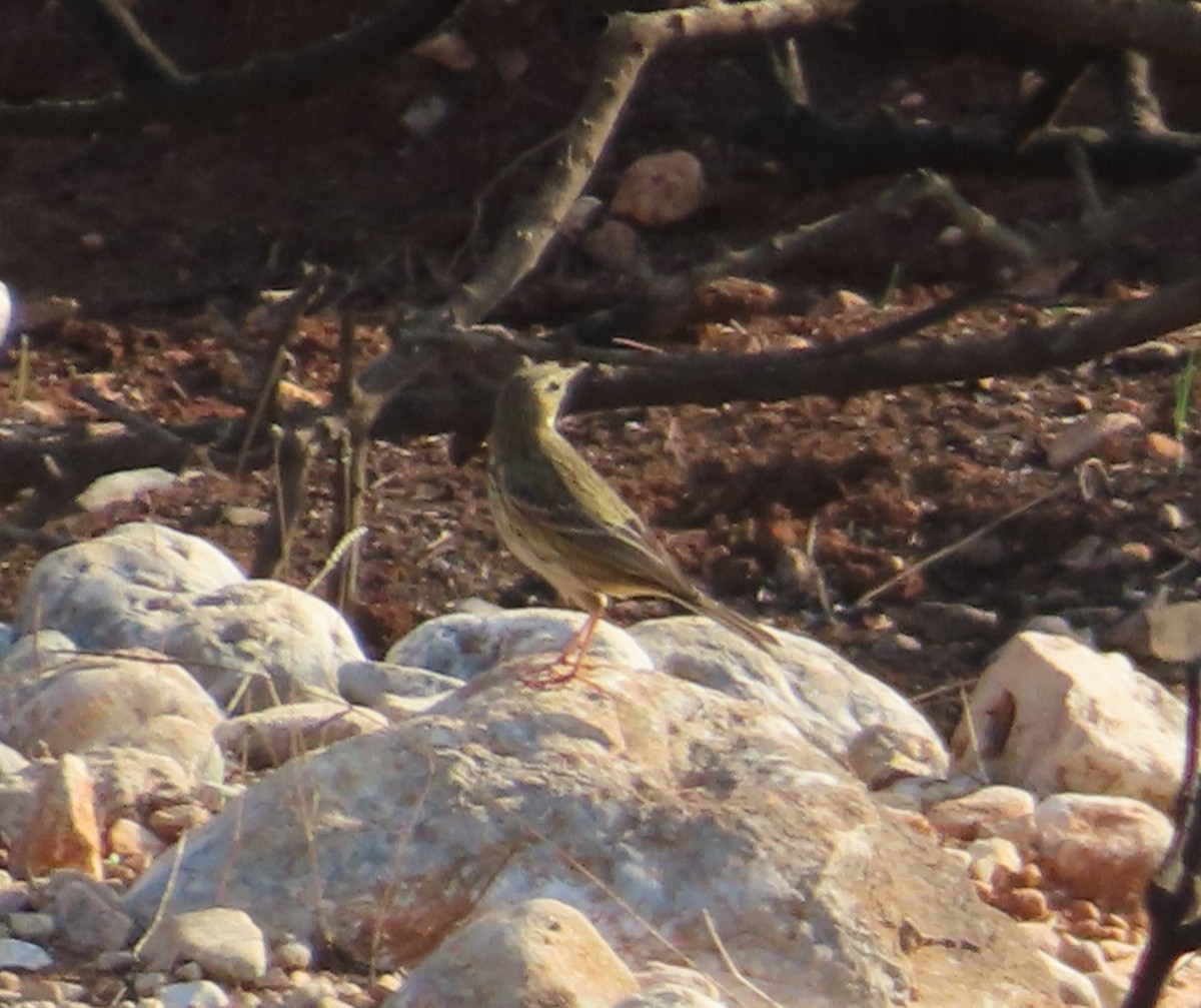 Meadow Pipit - יוסף אלחדד