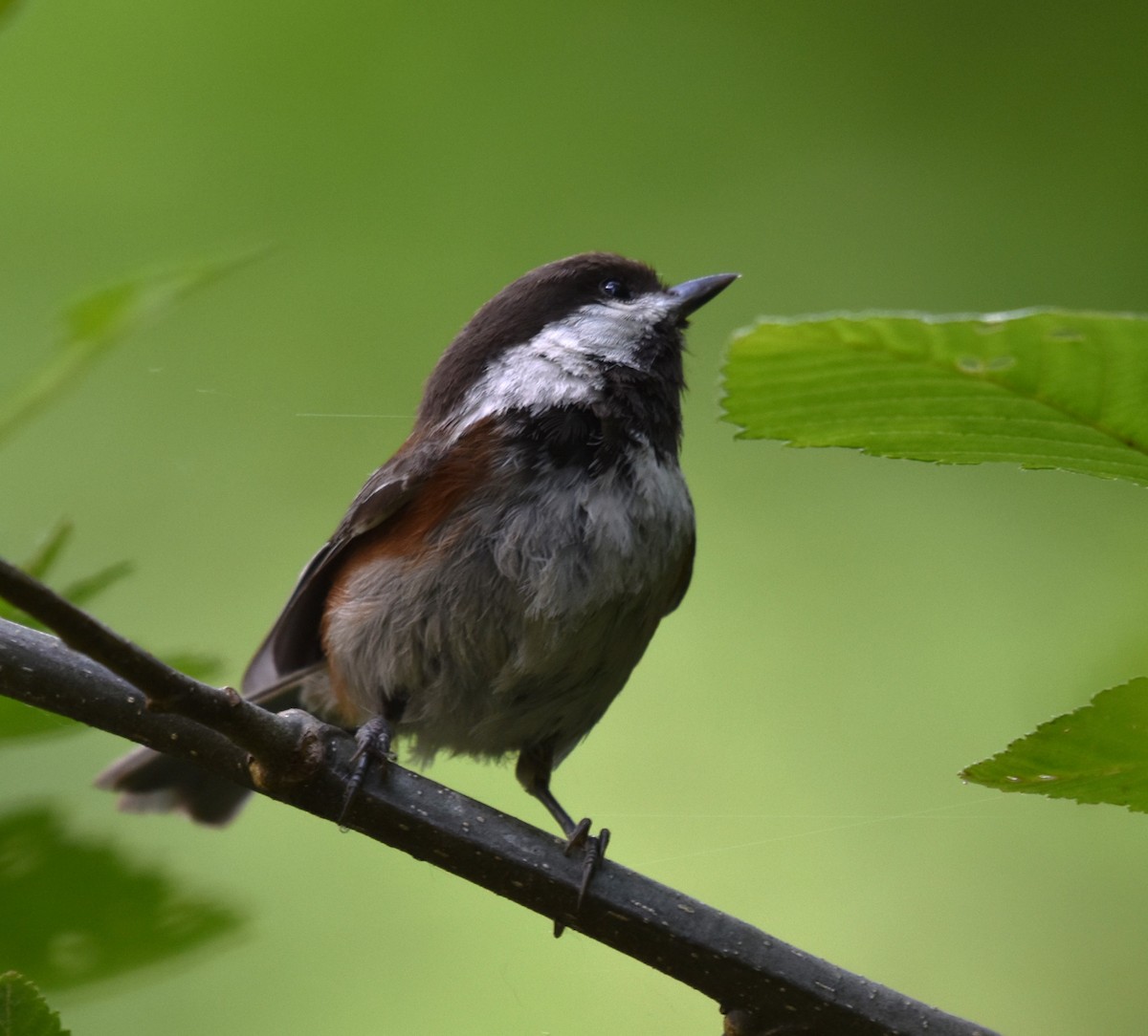 Chestnut-backed Chickadee - ML580217051