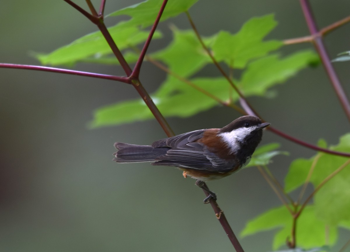 Chestnut-backed Chickadee - ML580217061