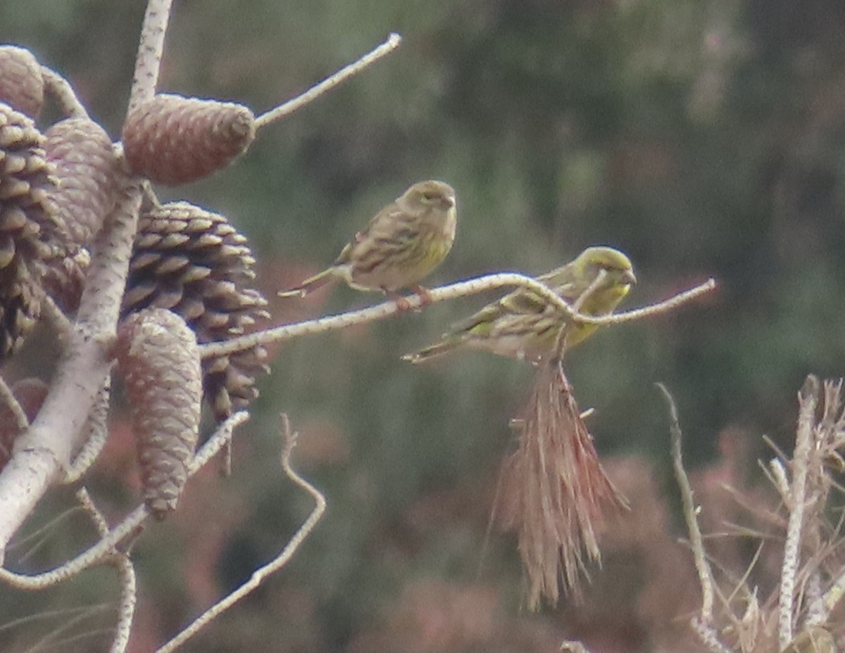 European Serin - יוסף אלחדד