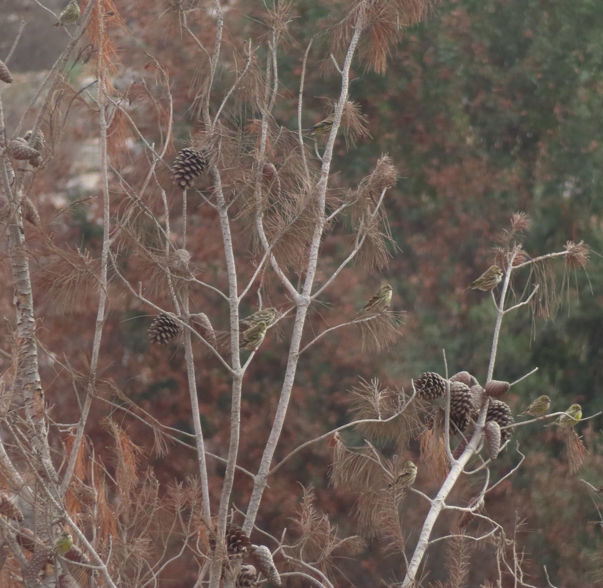 European Serin - יוסף אלחדד