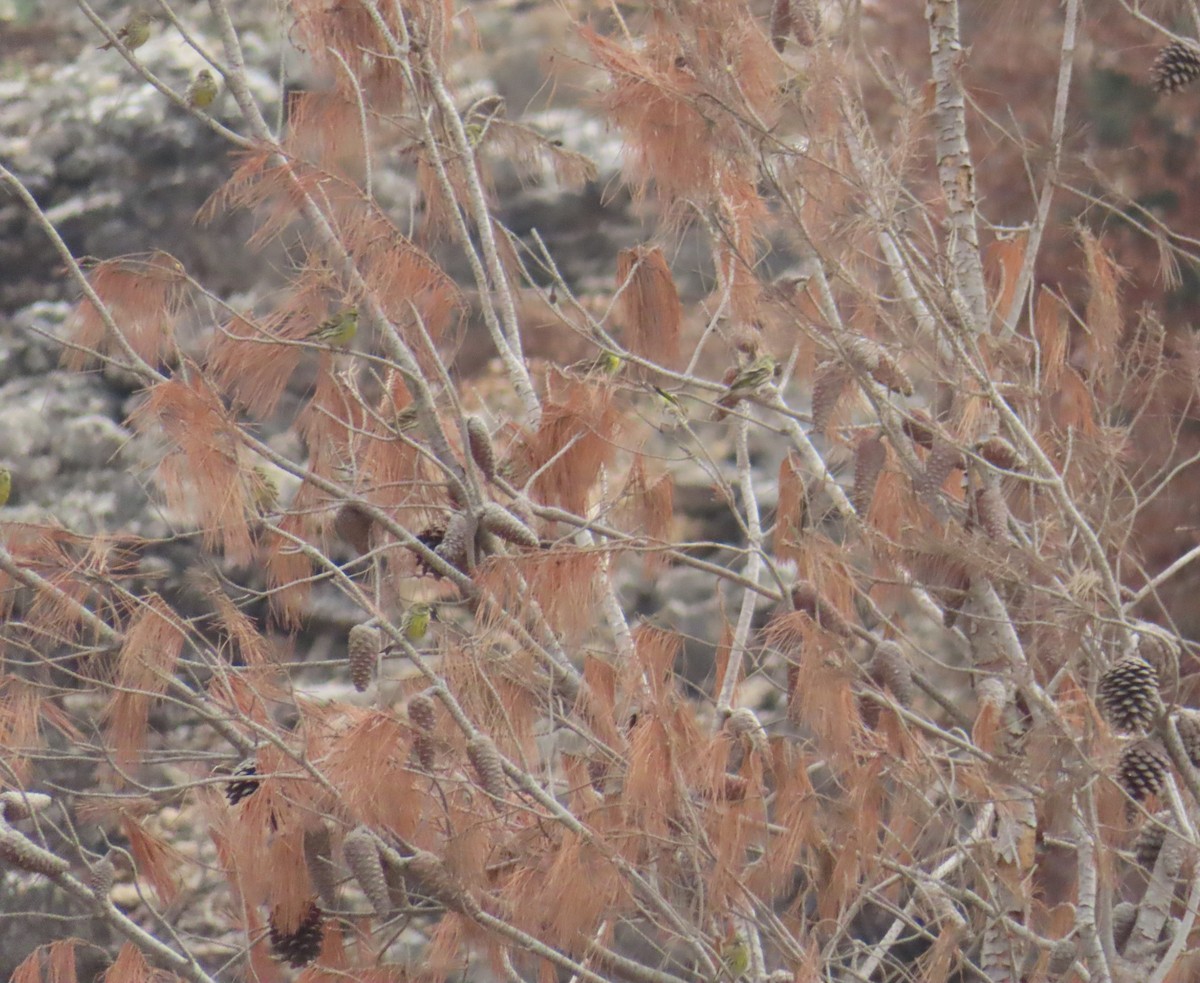 European Serin - יוסף אלחדד