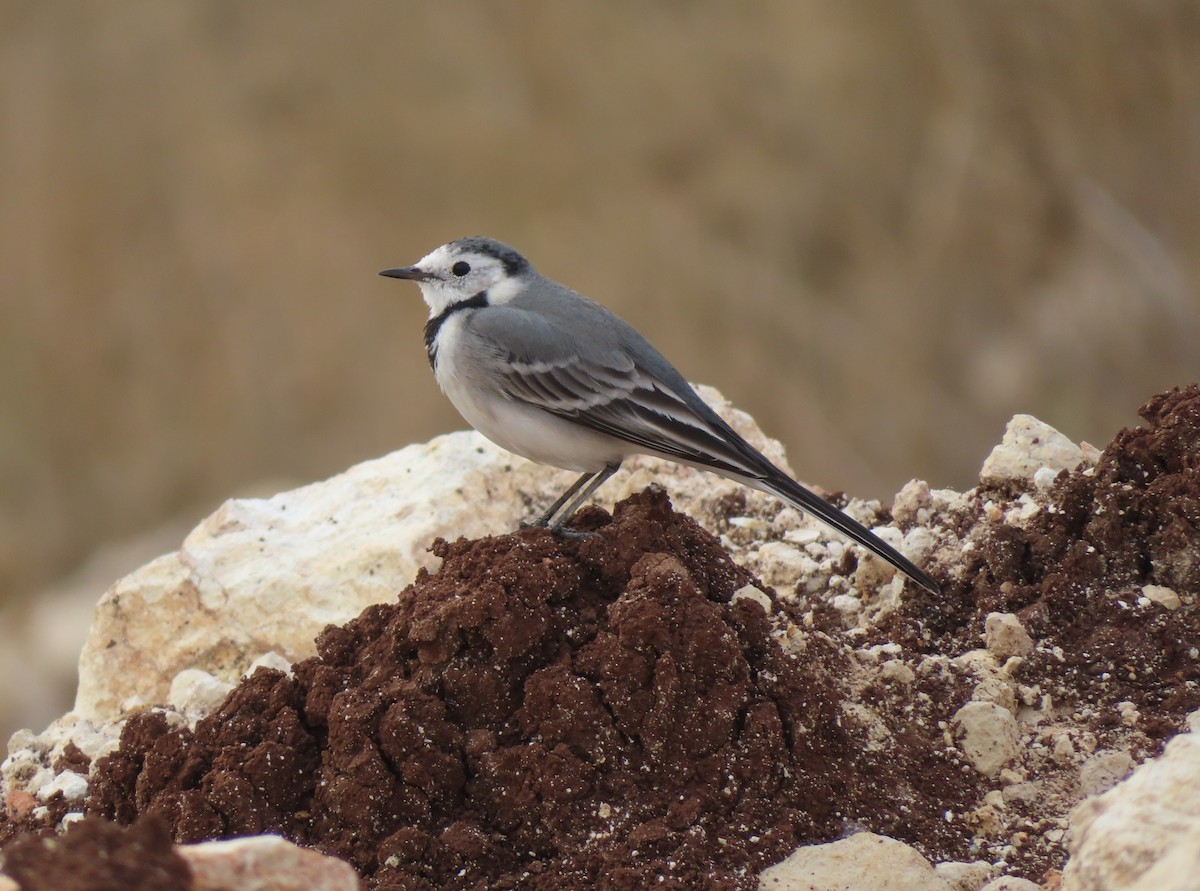 White Wagtail - יוסף אלחדד