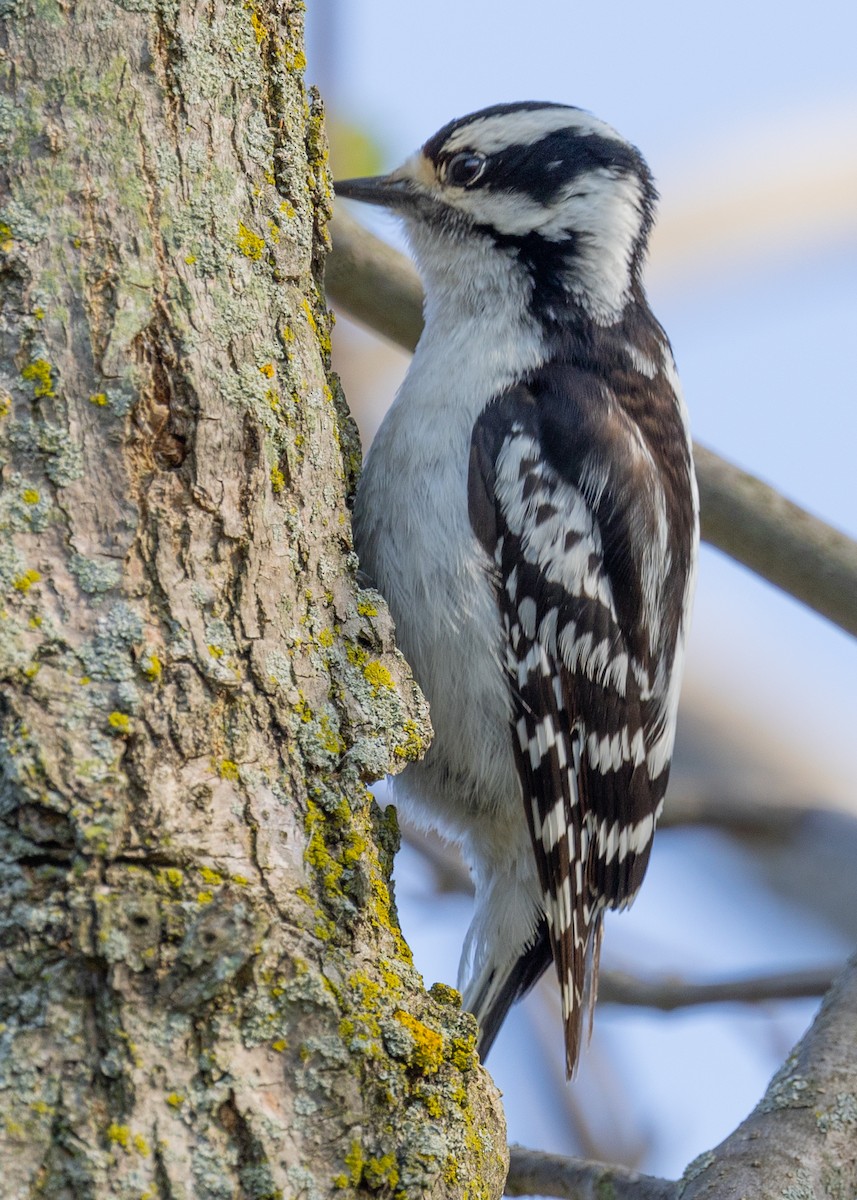 Downy Woodpecker - Loni Ye