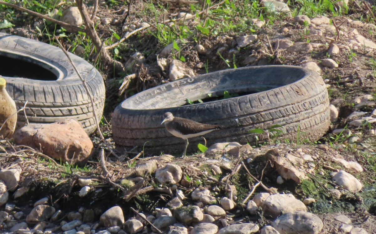 Green Sandpiper - יוסף אלחדד