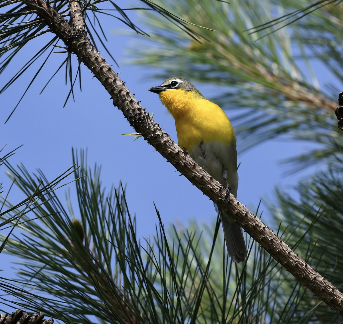 Yellow-breasted Chat - ML580220911