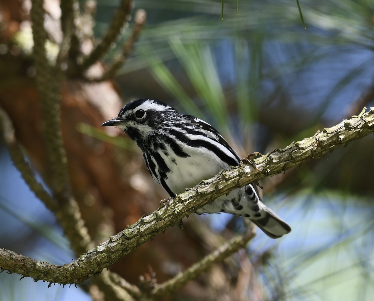 Black-and-white Warbler - ML580220931