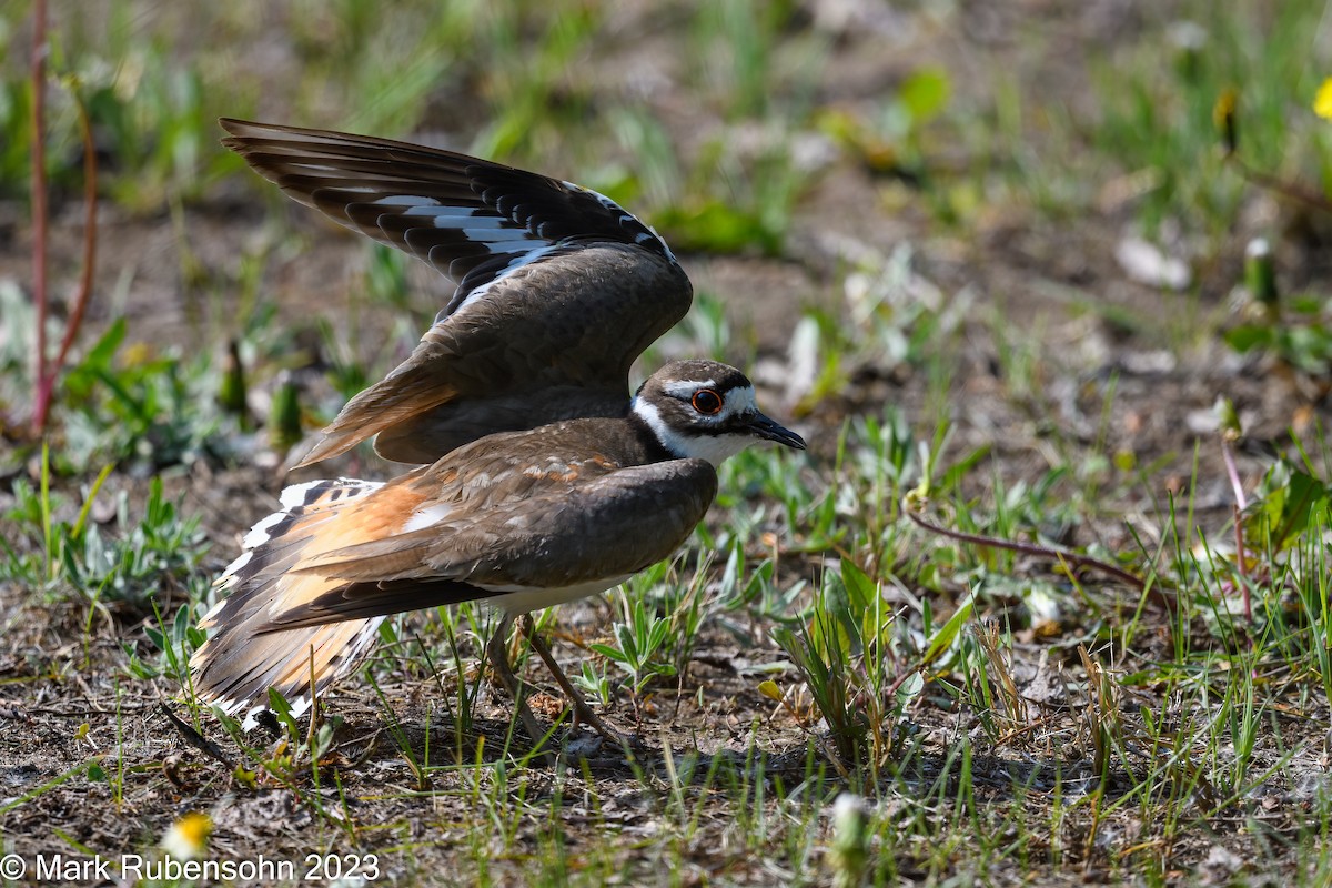 Killdeer - ML580226071