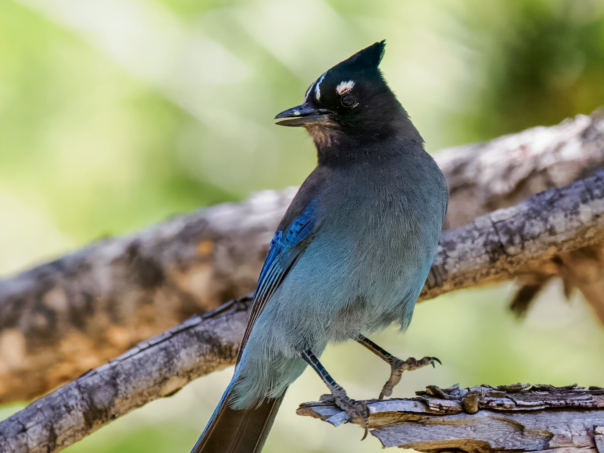 Steller's Jay - Steven Meisel