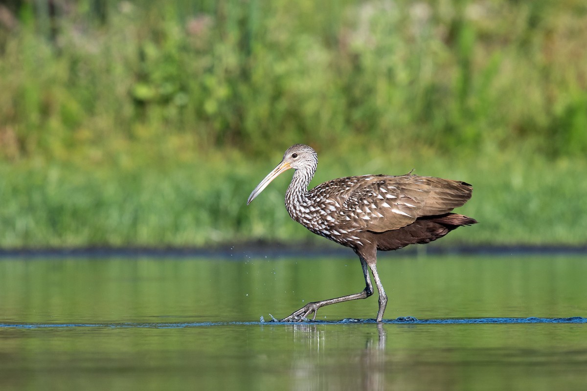 Limpkin - Melissa James