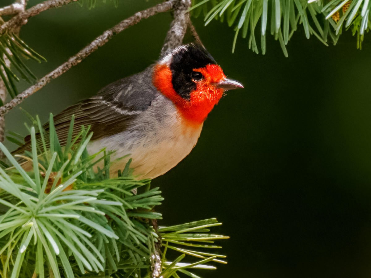 Red-faced Warbler - Steven Meisel