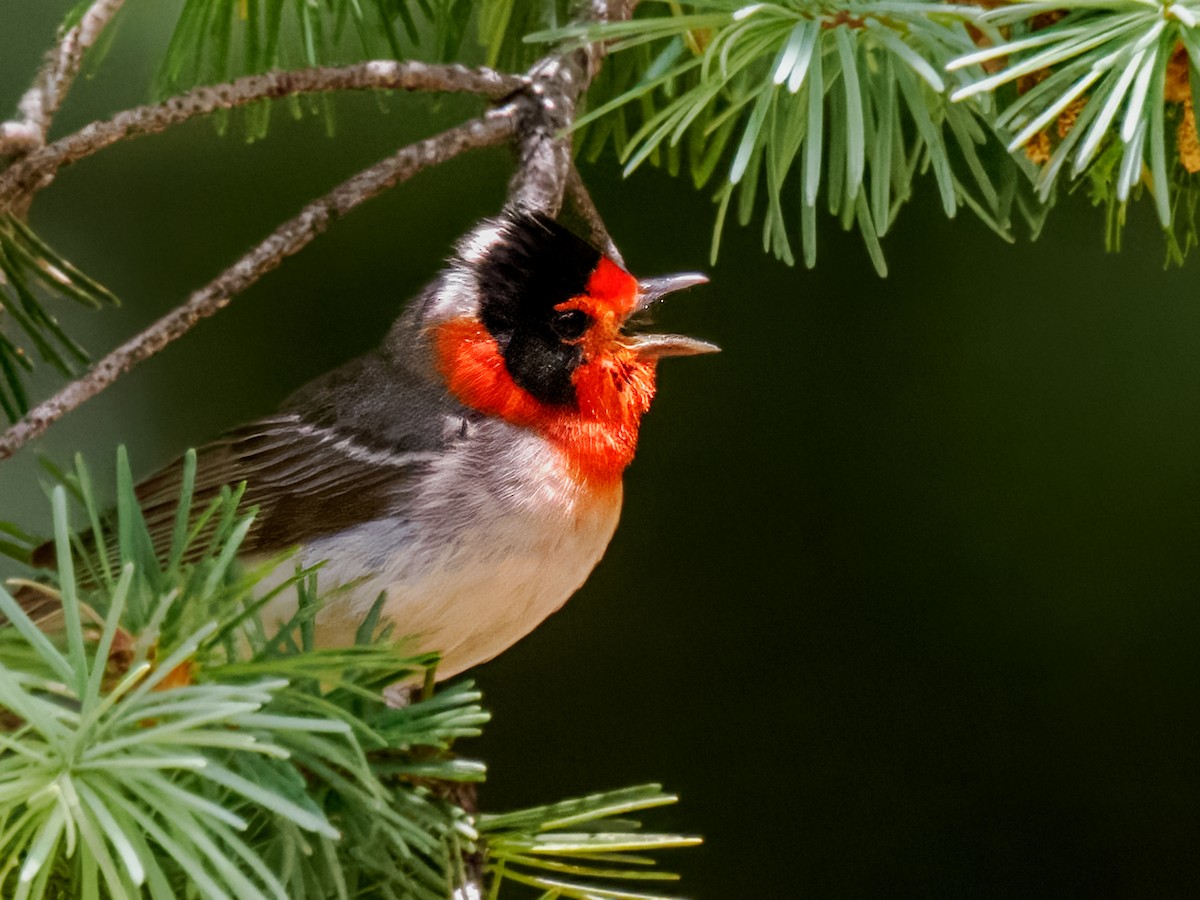 Red-faced Warbler - ML580226291